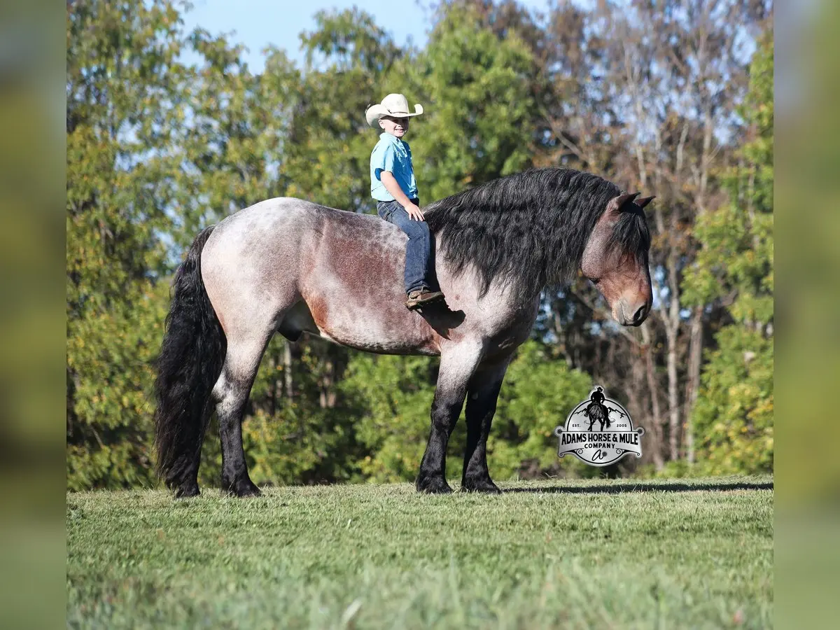 horse back riding louisville