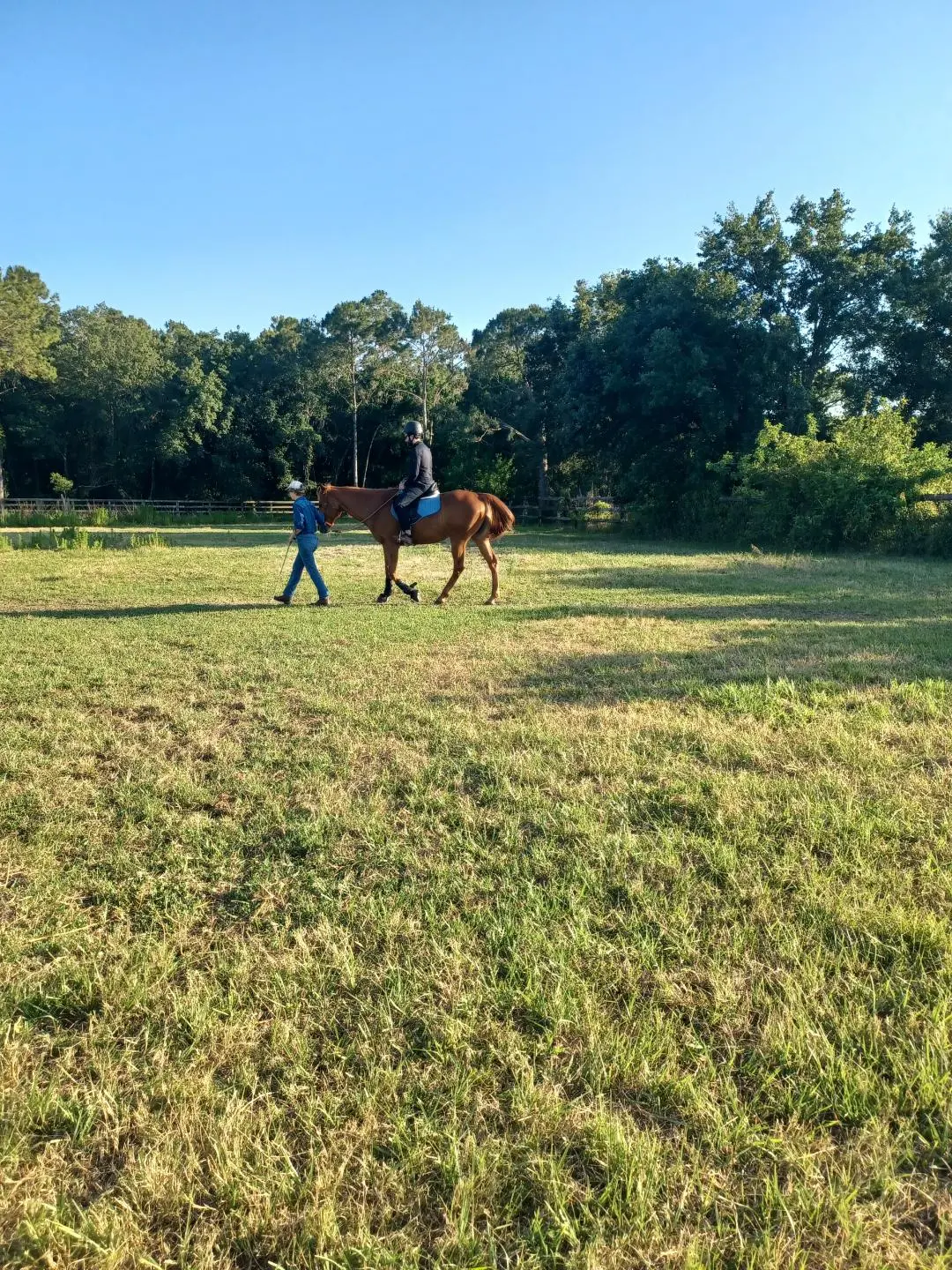 horse riding lessons tampa fl