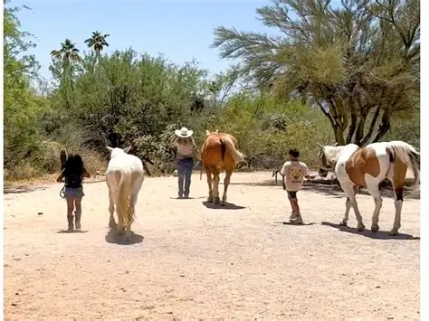 horse riding lessons tucson